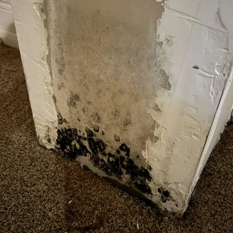 Professional Mold Removal in Reedsville, WI